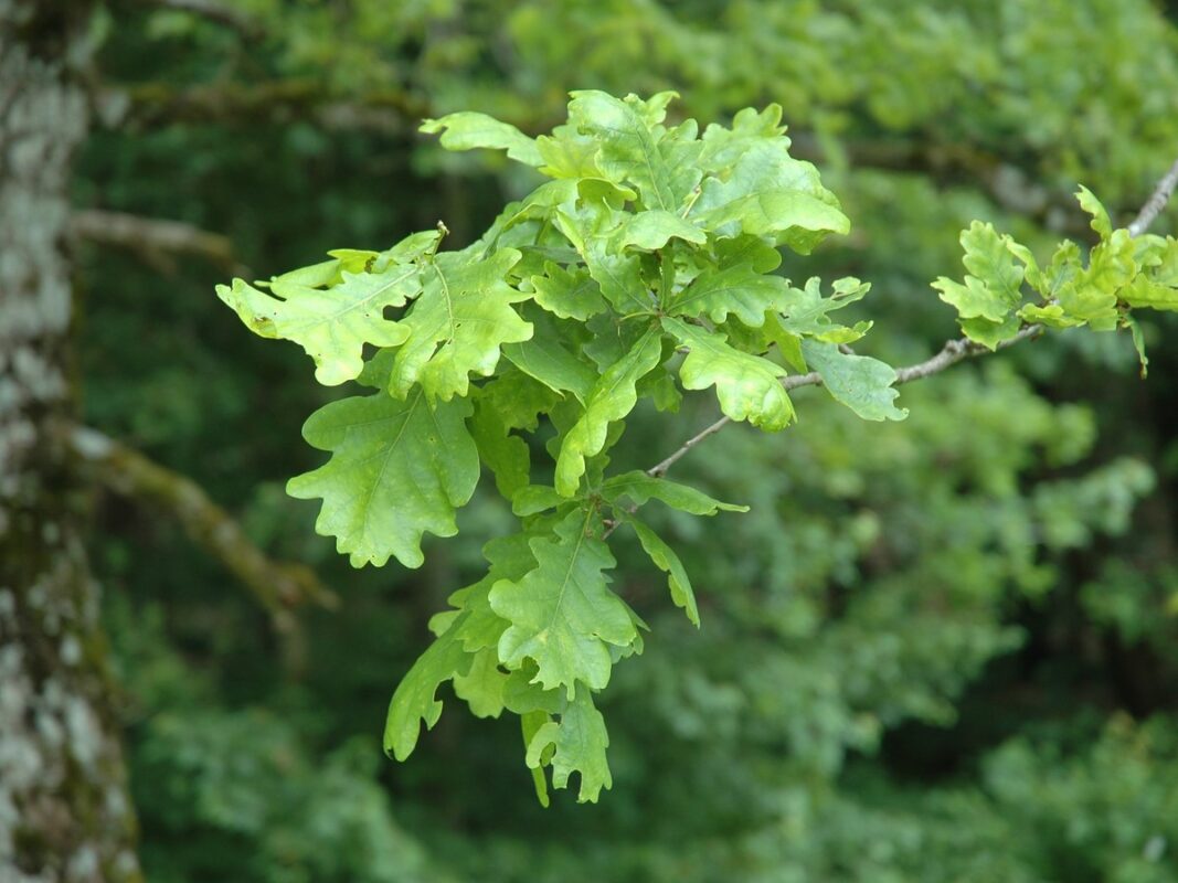 01 natur unikat eiche sorgsam ausgewaehlt