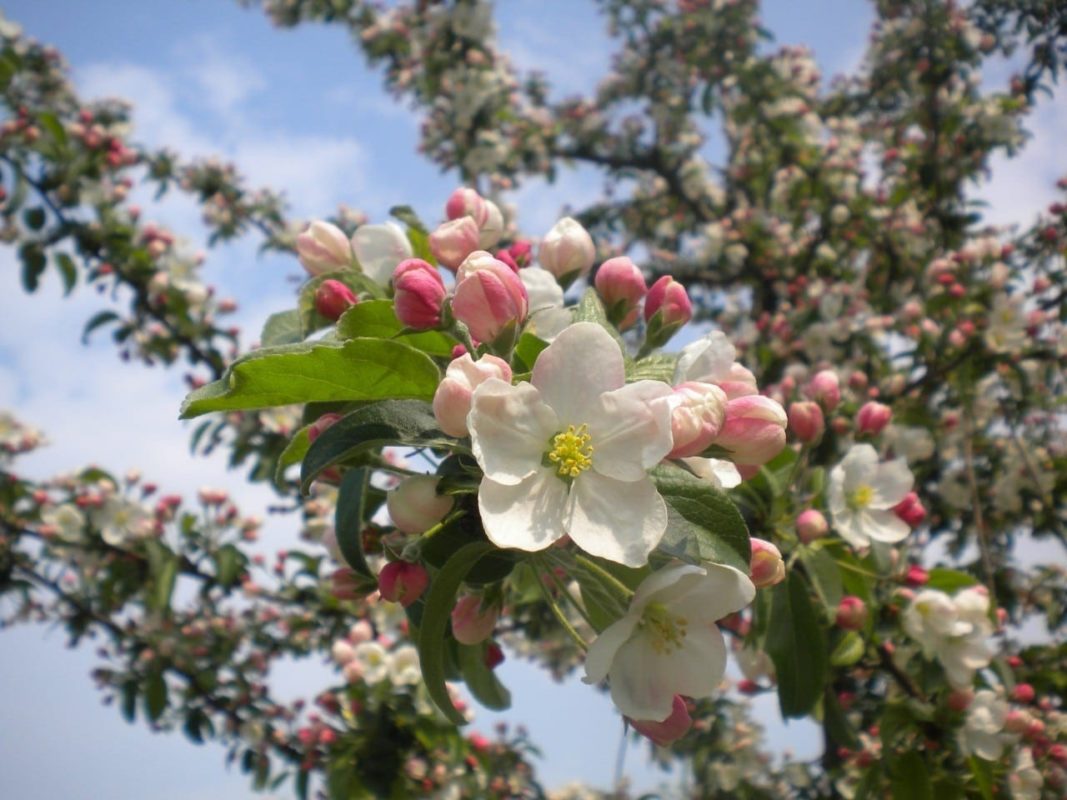 Apfelbaum Blüten - Baum der Liebe