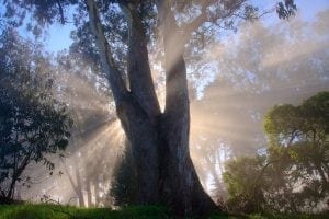 Eukalyptusbaum im Nebel mit Sonnenstrahlen