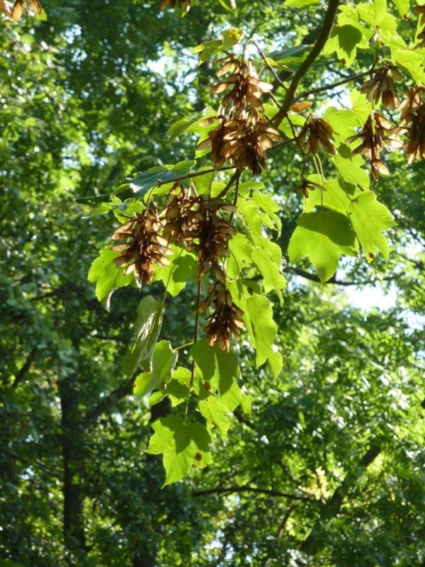 Ahorn Blätter mit geflügelten Nüsschen - Baum der Freiheit