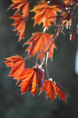 Ahorn Blätter im Herbst - Baum der Freiheit