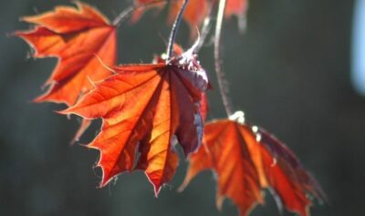 Ahorn Blätter im Herbst - Baum der Freiheit