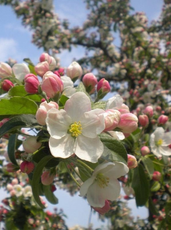 Apfelbaum mit Blüten - Baum der Liebe