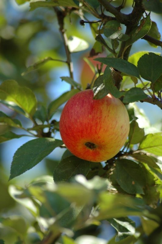 Apfelbaum mit Frucht - Baum der Liebe