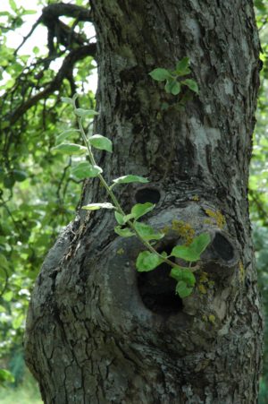 apfelbaum-04_1280x1280