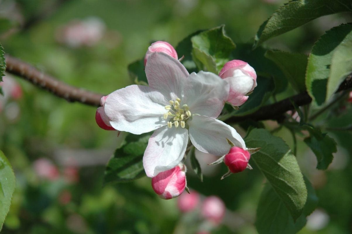 Apfelbaum Blüte - Baum der Liebe