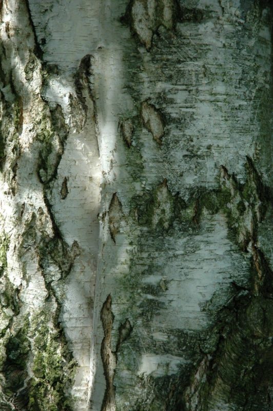 Birke Stamm und Rinde - Baum des Lichts