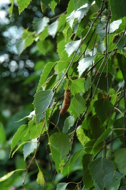 Birke Blätter mit Frucht Zapfen - Baum des Lichts