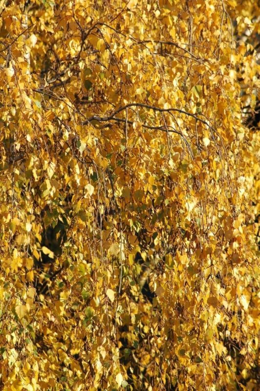 Birke Blätter im Herbst - Baum des Lichts