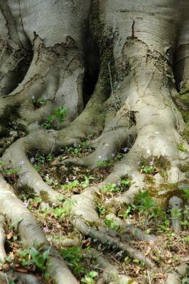 Buche Stamm mit Wurzeln - Baum der Intuition