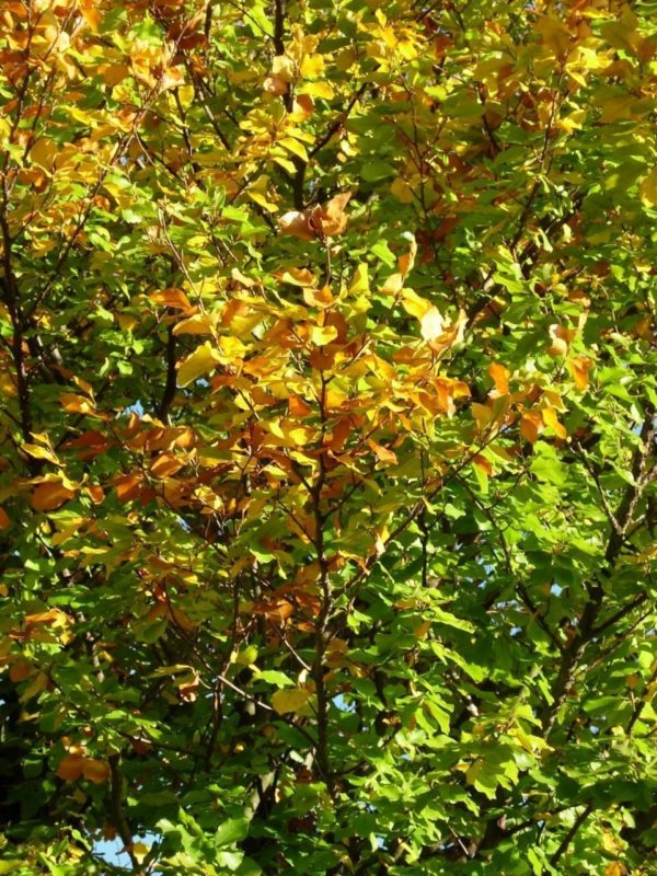 Buche Blätter im Herbst - Baum der Intuition