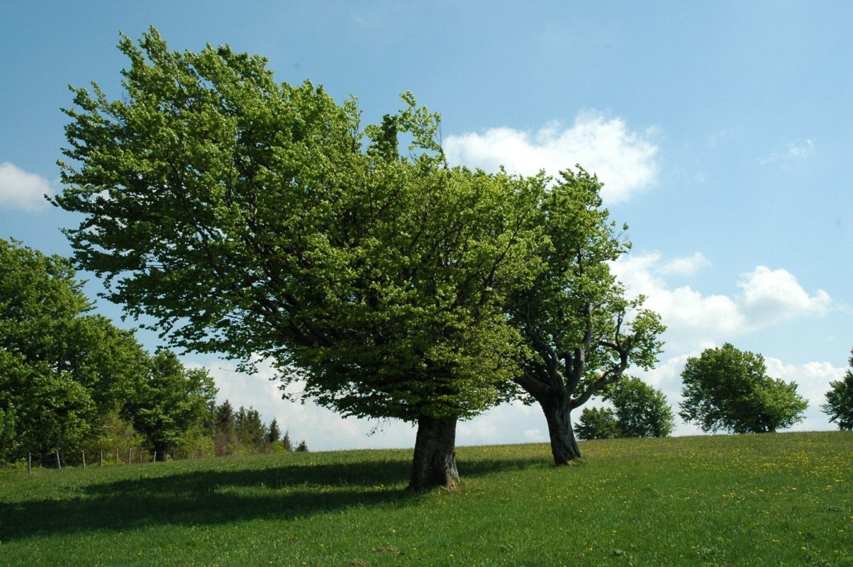 Buche - Baum der Intuition