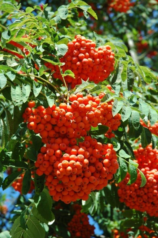 Vogelbeeren Früchte der Eberesche - Baum der Lebensfreude