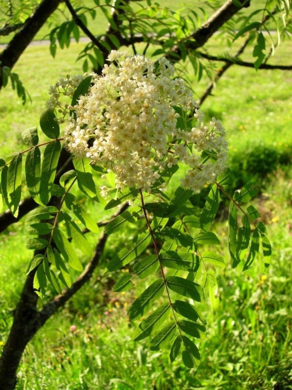 Blühende Eberesche - Baum der Lebensfreude