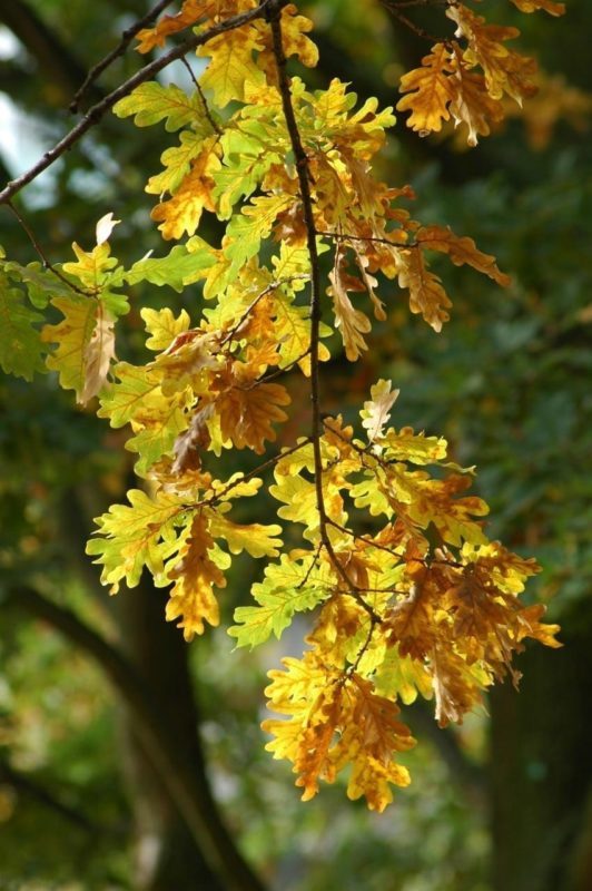 Eiche Blätter - Baum der Stärke