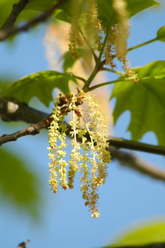 Eiche Blüten - Baum der Stärke