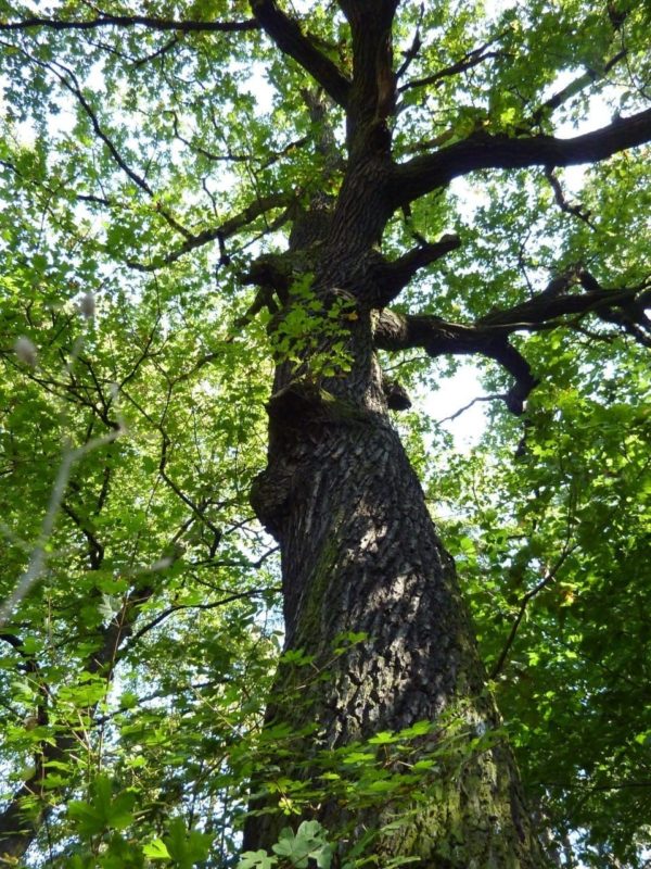 Eiche Stamm mit Rinde - Baum der Stärke