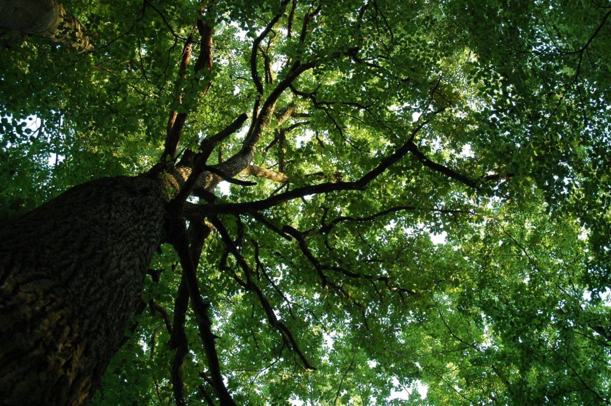 Eiche - Baum der Stärke