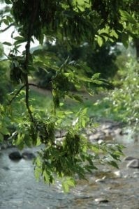 Esche Blätter Zweig - Baum der Energie