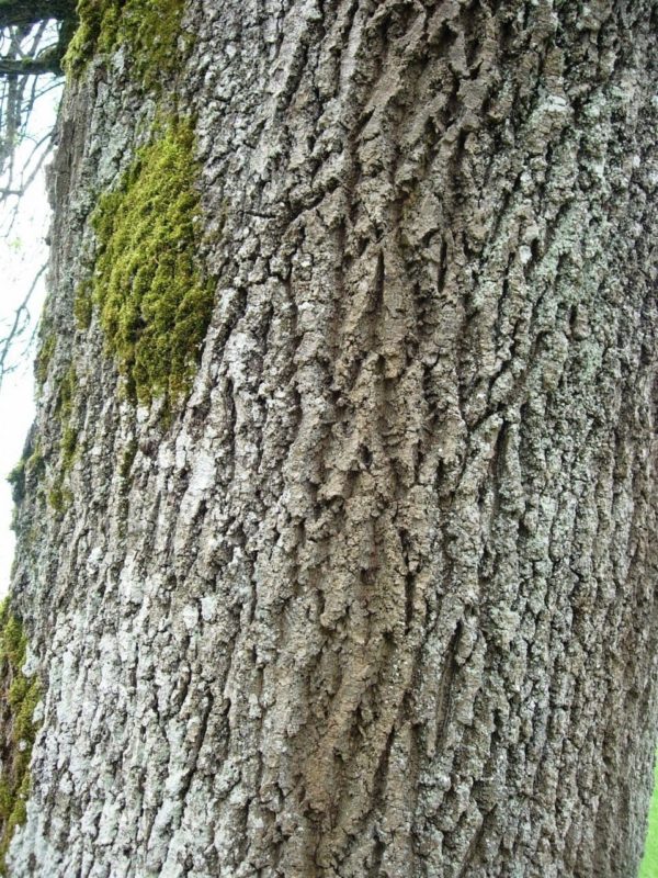 Esche Rinde - Baum der Energie