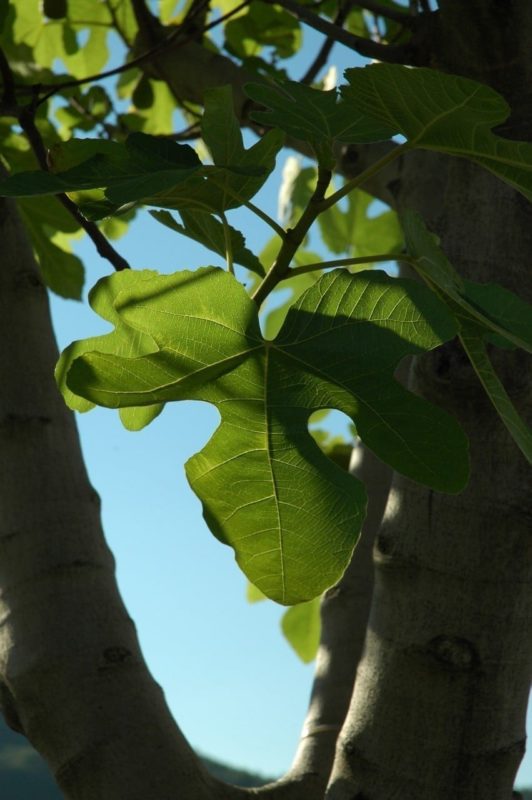 Feigenbaum Blätter - Baum des Einklangs