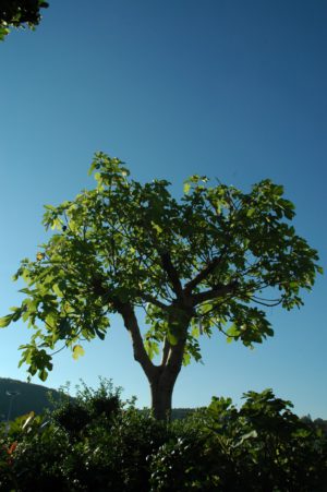 feigenbaum-03_1280x1280