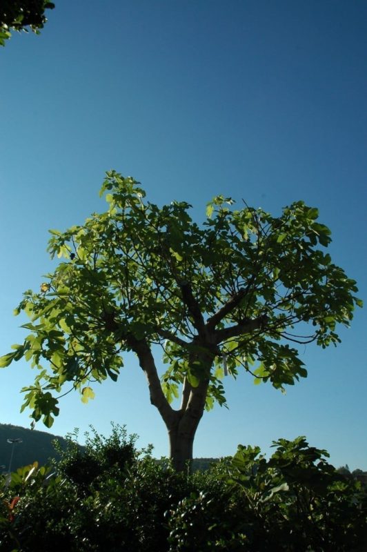 Feigenbaum - Baum des Einklangs