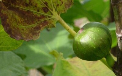 Feigenbaum Frucht - Baum des Einklangs
