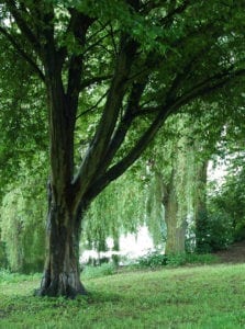 Hainbuche - Baum der Beharrlichkeit