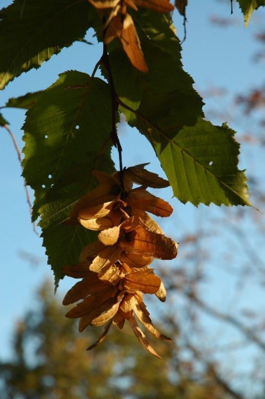 Hainbuche Blätter im Herbst - Baum der Beharrlichkeit