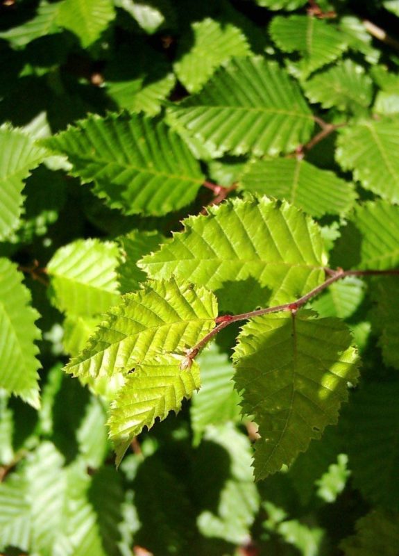 Hainbuche Blätter - Baum der Beharrlichkeit