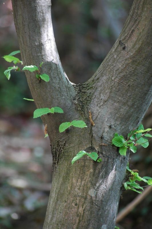 Hainbuche Stamm mit Blättern - Baum der Beharrlichkeit
