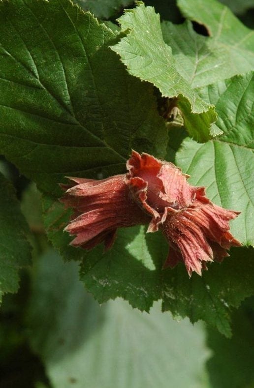 Haselnuss Frucht mit Blättern - Baum der Wahrheit