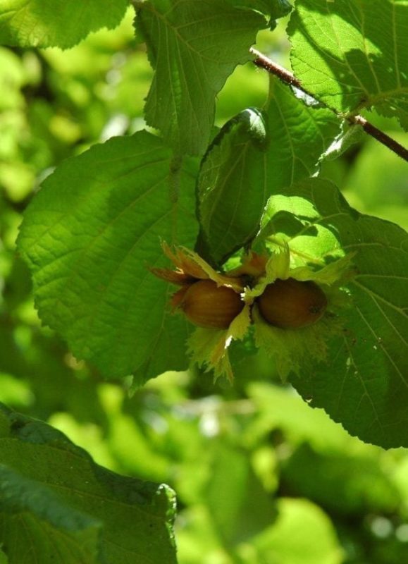 Haselnuss Frucht - Baum der Wahrheit