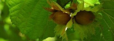 Haselnuss Frucht - Baum der Wahrheit