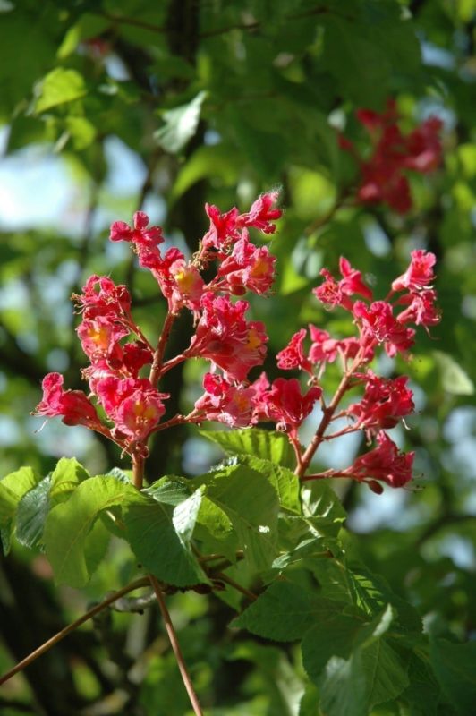 Kastanie Blüten - Baum der Offenheit