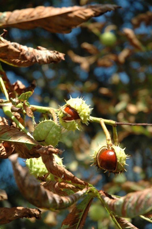 Kastanie Frucht - Baum der Offenheit
