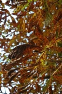 Kastanien Blätter im Herbst - Baum der Offenheit