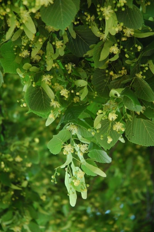 Linde Blüten mit Blättern - Baum der Harmonie