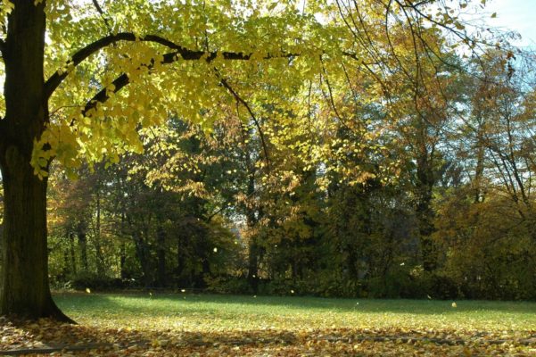 Linde Blätter im Herbst - Baum der Harmonie