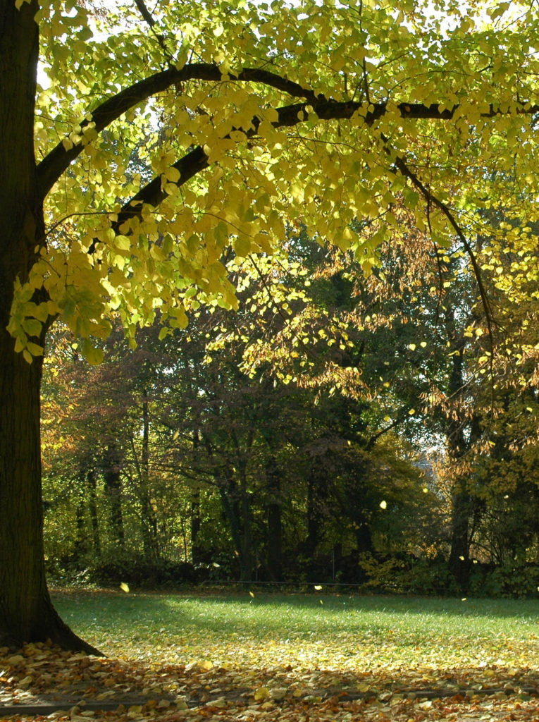 Linde Blätter im Herbst - Baum der Harmonie