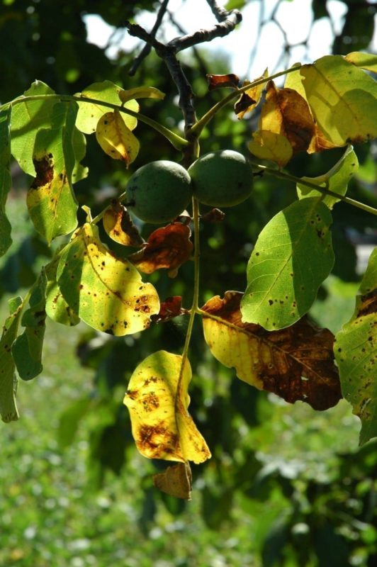 Nussbaum Blätter mit Frucht: Baum des Neubeginns