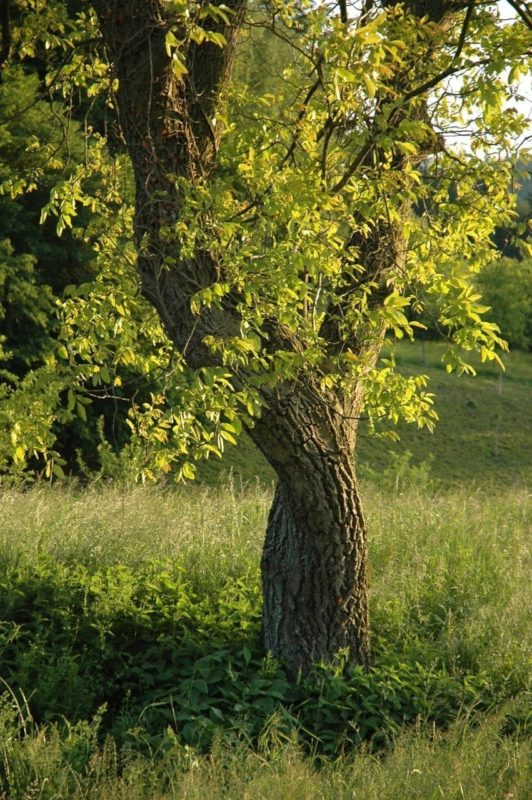 Nussbaum Stamm und Rinde - Baum des Neubeginns