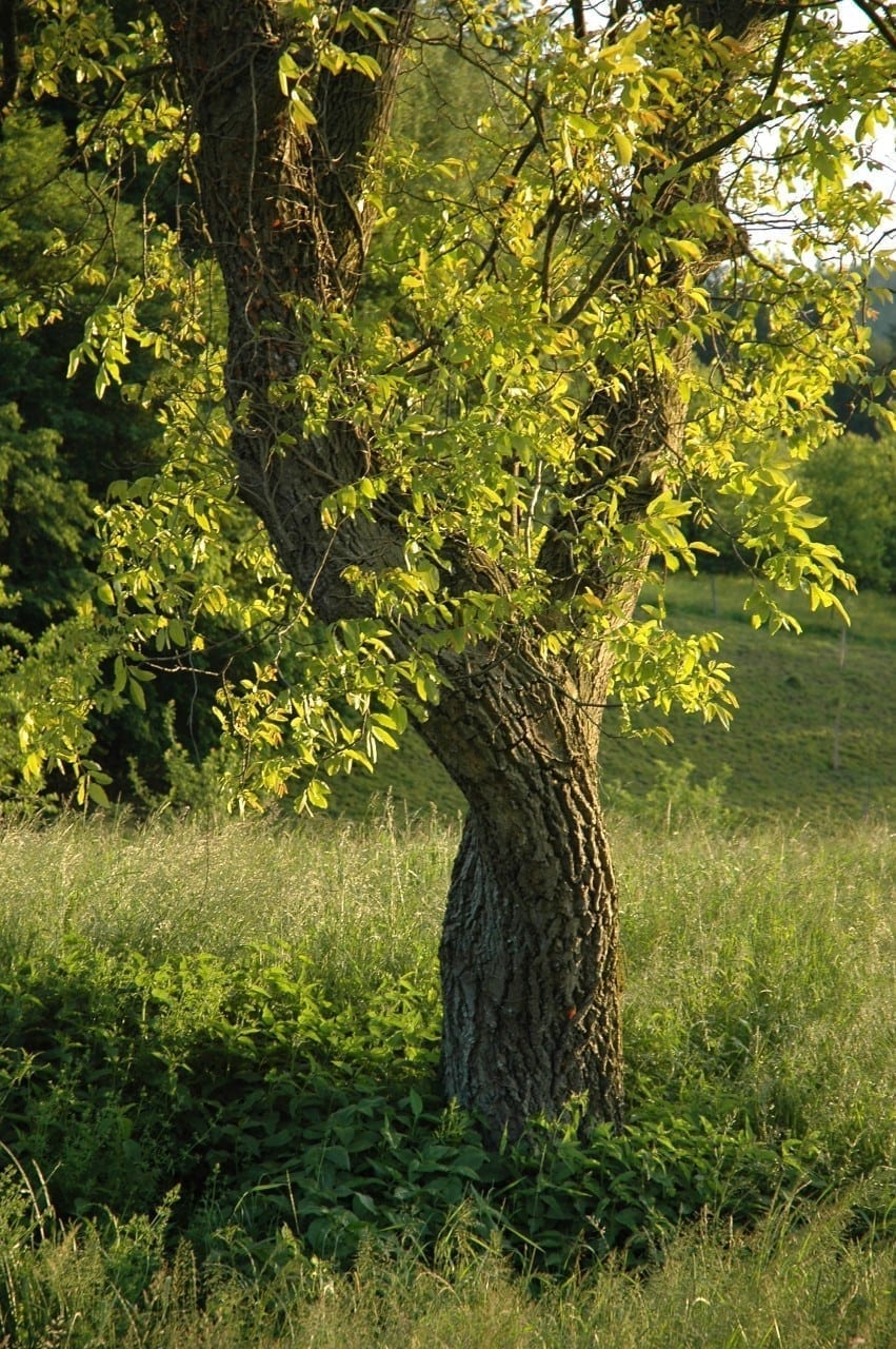 Slikovni rezultat za NUSSBAUM