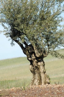 olivenbaum-03_1280x1280