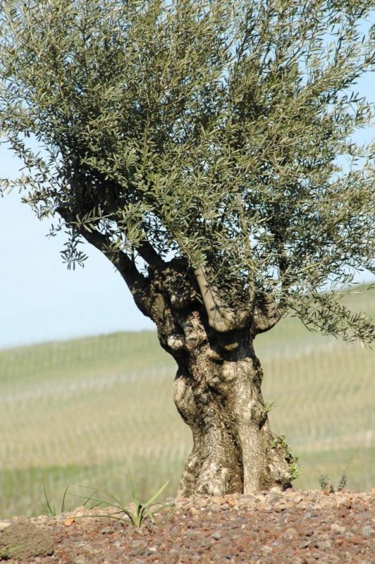 Olivenbaum - Baum der Weisheit