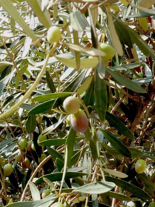 Olivenbaum mit Früchten - Baum der Weisheit