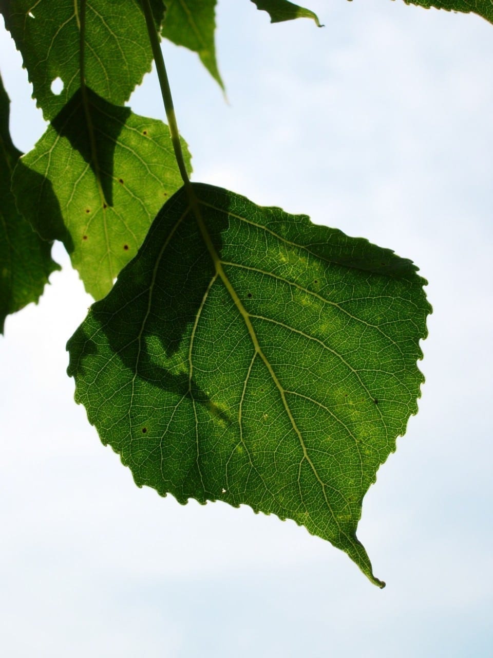 05.08.13.08. Pappel Baum der Selbsterkenntnis