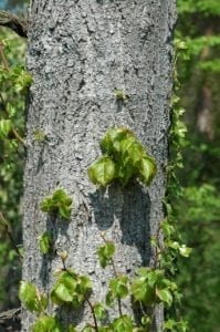 Pappel Stamm mit Rinde und Blätter - Baum der Selbsterkenntnis