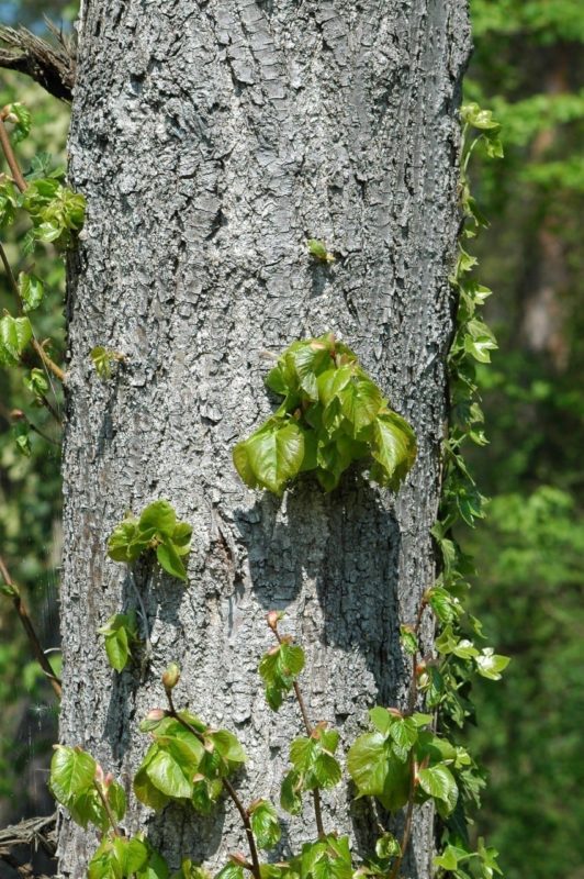 Pappel Stamm mit Rinde und Blätter - Baum der Selbsterkenntnis